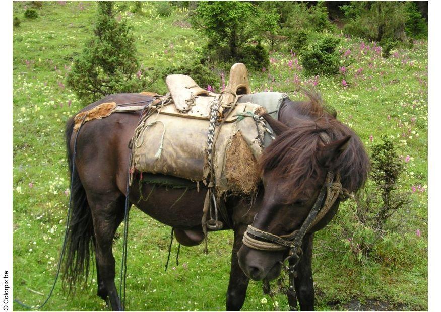 Photo promenade A  cheval